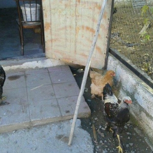 satıram bramalar ıkı xoruz bırı feredı Hec bır prablemlerı yoxdu vaksı