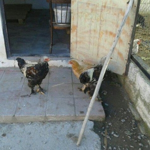 satıram bramalar ıkı xoruz bırı feredı Hec bır prablemlerı yoxdu vaksı