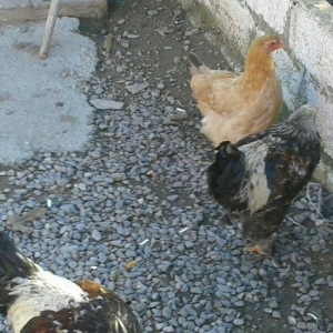 satıram bramalar ıkı xoruz bırı feredı Hec bır prablemlerı yoxdu vaksı