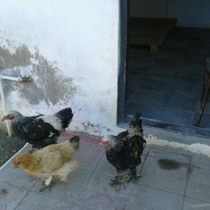 satıram bramalar ıkı xoruz bırı feredı Hec bır prablemlerı yoxdu vaksı