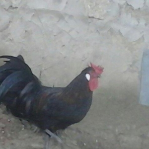 salam satram bater de olar xalmaqon qazle deserem nece ayliq olyrsada