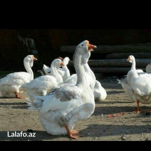 salam satram bater de olar xalmaqon qazle deserem nece ayliq olyrsada