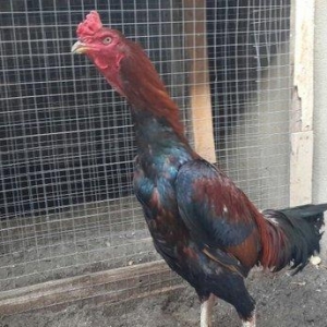 Heyreti xoruzu satilir pay veribler vur defe oz he