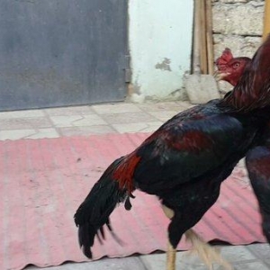 Heyreti xoruzu satilir pay veribler vur defe oz heyreimle buraxmisam m