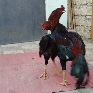 Heyreti xoruzu satilir pay veribler vur defe oz heyreimle buraxmisam m