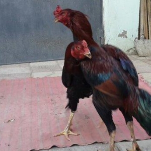 Heyreti xoruzu satilir pay veribler vur defe oz heyreimle buraxmisam m