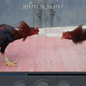 Heyreti xoruzu satilir pay veribler vur defe oz heyreimle buraxmisam m