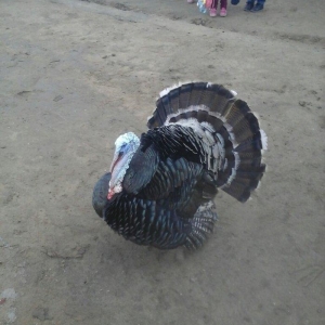 salam hindyska satram 55 manata son qiymet o55 348