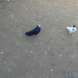 satlir  . yaxsi qaqasa qismet olas qusdardi.  cilbasi 25 m.  qarabasdr