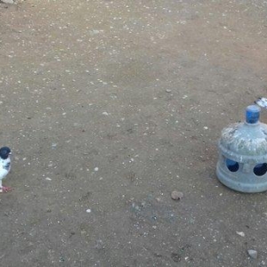 satlir  . yaxsi qaqasa qismet olas qusdardi.  cilbasi 25 m.  qarabasdr