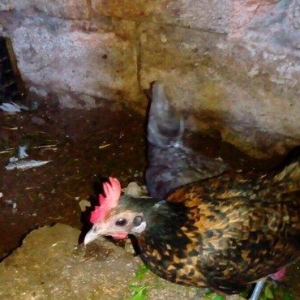 Salam yaponkalar satilir.4dene mayadi temiz qara balaca kekilli das pi