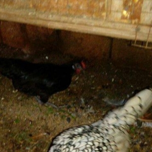 Salam yaponkalar satilir.4dene mayadi temiz qara balaca kekilli das pi