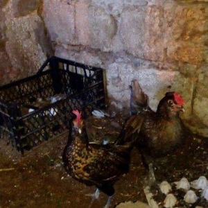 Salam yaponkalar satilir.4dene mayadi temiz qara balaca kekilli das pi