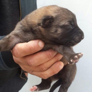 atasi nemeski anasi evropeski super itlerdir barter ederem pikinisle