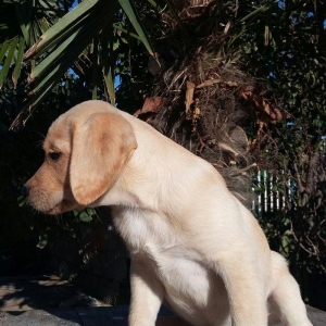 labrador retriever balaları satılır, erkey və dişi balalar var, peyven