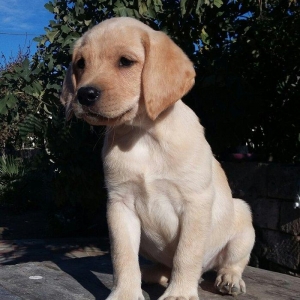 labrador retriever balaları satılır, erkey və dişi balalar var, peyven