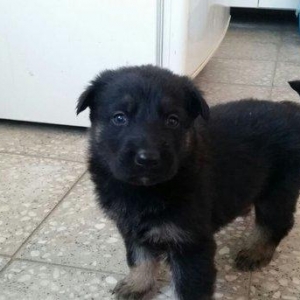 Itler novxanidadir erkek ve diwi bala var real alicilar narahar etsin