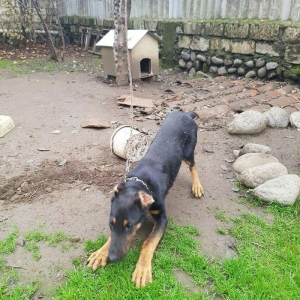 Salam dobermandi cinsi 5ay 26 gun erkek baladidi 120 satmagimin sebebi