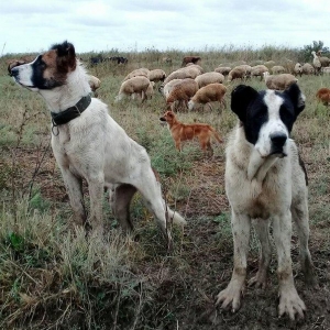 etiyac uzden satlir enik 10 ayliqdir 110 kilo atas