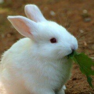 kiçik dovşan balaları satılır. Sağlam və təmizdilər. Dovşan balaları ç