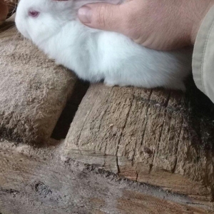 kiçik dovşan balaları satılır. Sağlam və təmizdilər. Dovşan balaları ç