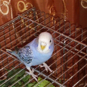 papuqay .Yuvasina özü girib çixir. tam saqlam 3 ayliq erkəy