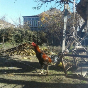 salam tecili satilir doyuwune ve usuluna soz yoxdu