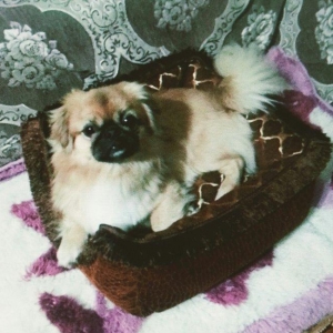 adi tonidir.erkekdi cinsi evde saxlanır təmizdir her sey yeyir rahatdi