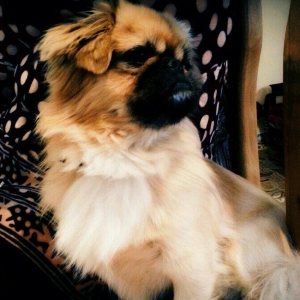 adi tonidir.erkekdi cinsi evde saxlanır təmizdir her sey yeyir rahatdi