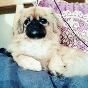 adi tonidir.erkekdi cinsi evde saxlanır təmizdir her sey yeyir rahatdi