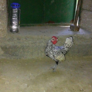 sibirayt xoruz super heyvandi ariginal 100 faiz pul lazim olduqu üçün