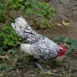 sibirayt xoruz super heyvandi ariginal 100 faiz pul lazim olduqu üçün