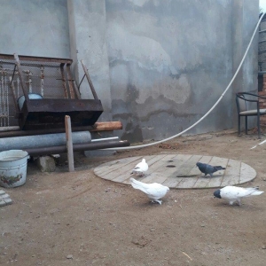 qirmizi quyruq erkeydi 12 tuktu ag maya 16 tuk aciq quyriq ucan qusdar