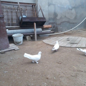 qirmizi quyruq erkeydi 12 tuktu ag maya 16 tuk aciq quyriq ucan qusdar