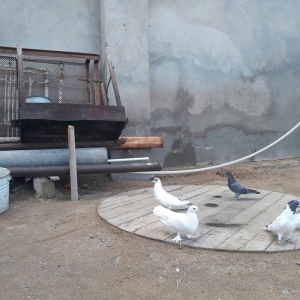 qirmizi quyruq erkeydi 12 tuktu ag maya 16 tuk aciq quyriq ucan qusdar