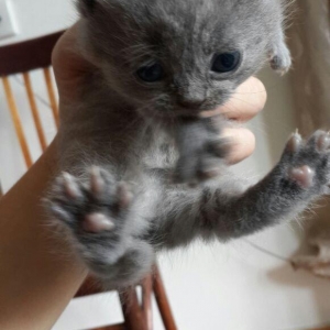 Британские котята, чистопо