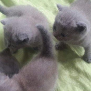 Британские котята, чистопородые. Родились 31 октября. На фото им 24