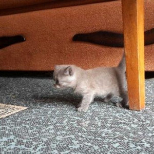 Британские котята, чистопородые. Родились 31 октября. На фото им 24