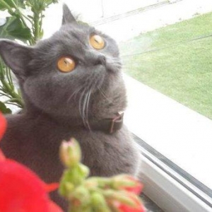 Британские котята, чистопородые. Родились 31 октября. На фото им 24