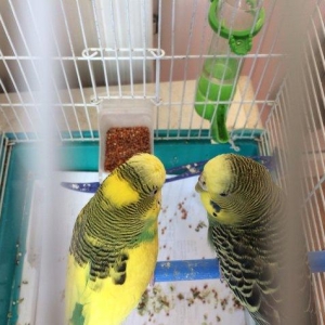 Papuqay , tutuqusu satilir. Cox saglam ve gozel quslardir. Quslara bax