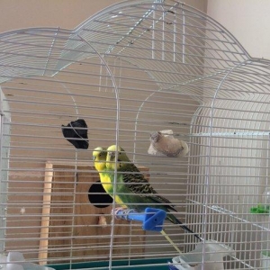 Papuqay , tutuqusu satilir. Cox saglam ve gozel quslardir. Quslara bax