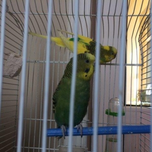 Papuqay , tutuqusu satilir. Cox saglam ve gozel quslardir. Quslara bax