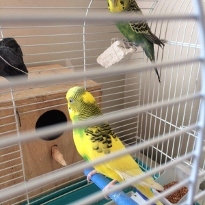 Papuqay , tutuqusu satilir. Cox saglam ve gozel quslardir. Quslara bax