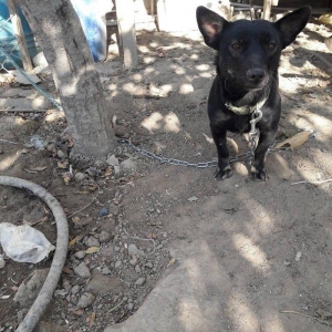 salam zvanok satıram temız sortudu 2 defede bala