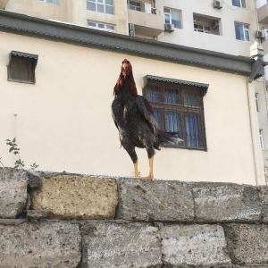 temiz cins heyrati bece 6 ayliqdir. yaninda heyrati feresiyle satiram.