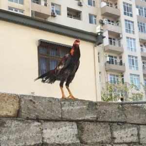 temiz cins heyrati bece 6 ayliqdir. yaninda heyrati feresiyle satiram.