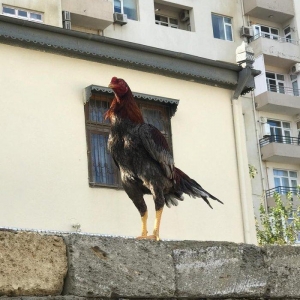 temiz cins heyrati bece 6 ayliqdir. yaninda heyrati feresiyle satiram.