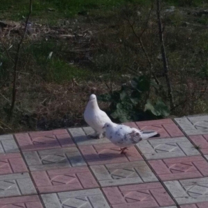 salam. bunlar cutduler ikiside yaxwi ucan quwlardi qiymetde sondur. wa