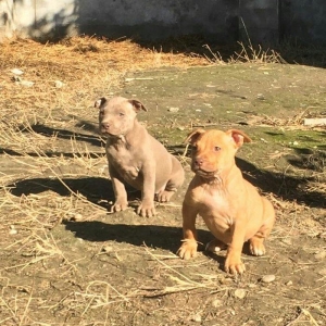 Temiz pitbull balalarıdı 4- dene dişi qalıb 20