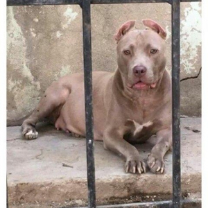 Temiz pitbull balalarıdı 4- dene dişi qalıb 200 manata telesin aşağı y